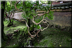 Japan Day3-Koke Dera-12-_KYO1494.jpg