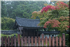 Japan Day3-Koke Dera-35-_KYO2031.jpg