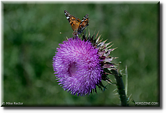27-_DSC652727.jpg