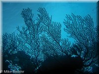 Roatan-2012-09.jpg