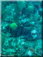 Roatan-2012-27.jpg