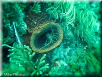 Roatan-2012-28.jpg