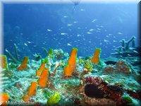 Roatan-2012-30.jpg