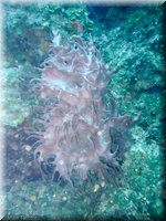 Roatan-2012-35.jpg