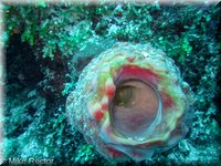 Roatan-2012-41.jpg