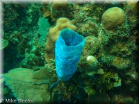 Roatan-2012-42.jpg