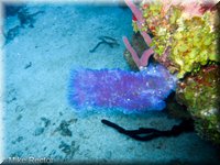 Roatan-2012-57.jpg