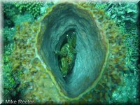 Roatan-2012-86.jpg