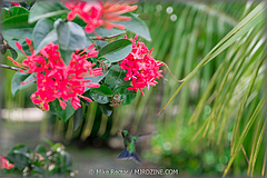 Roatan-2017-13.jpg