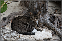 Roatan-2017-15.jpg