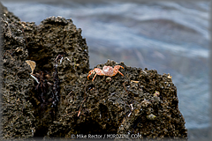 Roatan-2017-21.jpg
