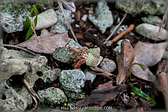 Roatan-2017-29.jpg