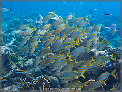 Roatan-2017-44.jpg
