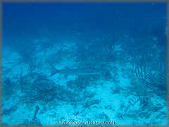 Roatan-2017-51.jpg